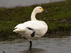 British Wildlife Prints: Bewick swan at Slimbridge WWT in Gloucestershire