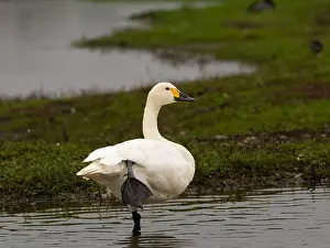 British Wildlife Prints: Bewick swan at Slimbridge WWT in Gloucestershire