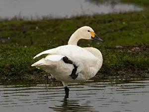 British Wildlife Prints: Bewick swan at Slimbridge WWT in Gloucestershire