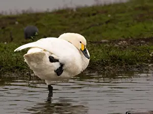 British Wildlife Prints: Bewick swan at Slimbridge WWT in Gloucestershire