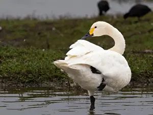British Wildlife Prints: Bewick swan at Slimbridge WWT in Gloucestershire