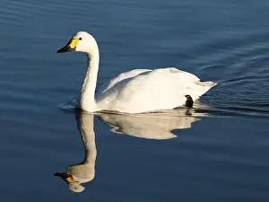 British Wildlife Prints: Bewick swan at Slimbridge WWT in the UK [ Cygnus columbianos bewickii ]