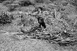 Injured Prints: Bharat Tea Estate, Cameron Highland