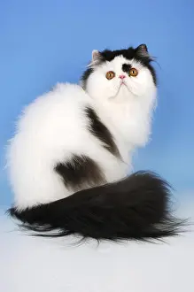 Portrait Format Prints: bi-coloured, black and white persian cat, sitting