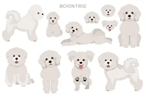 Canary Island Prints: Bichon frise clipart. Different coat colors and poses set. Vector illustration