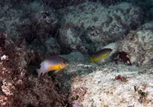 Grand Cayman Prints: A Bicolour Damselfish (Stegastes partitus) in Punta Cana, Dominican Republic