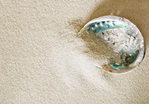 Marine Animal Prints: Big abalone shell on white sand