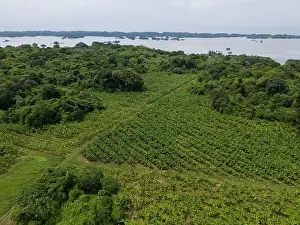 Big agricultural farm plantation next to lake aerial drone view