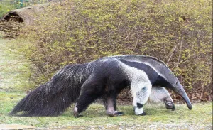 Saugetier Prints: Big anteater, Germany, Berlin, zoological garden