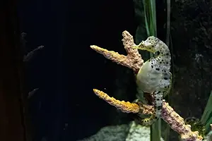Pipefish Prints: big-belly seahorse (Hippocampus abdominalis)