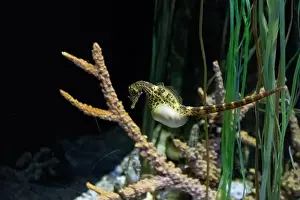Pipefish Prints: big-belly seahorse (Hippocampus abdominalis)