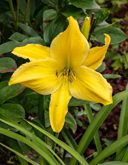 Acid Prints: Big Bird Daylily, Daglilja (Hemerocallis)