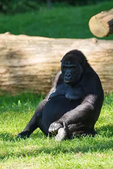 Congo Prints: Big black gorilla monkey sits on the grass, sunny day