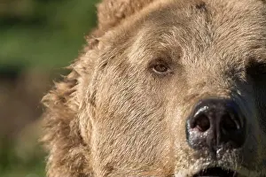 Carpathian Mountains Prints: Big brown bear face in the Carpathian mountains on a autumn day