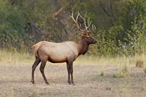 Strong Prints: A big bull elk in an open area of a forest in western Montana.