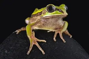 The Big-eyed frog (Leptopelis nordequatorialis)is found on savannas in northern Cameroon