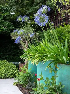 Blue Flowers Prints: Three big garden pots of purple agapanthus (African Lily) in flower in a garden border in the UK in summer