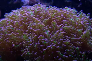 Polyp Prints: Big Hairy Mushroom soft coral - (Rhodactis howesii)