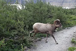 Emerging Prints: Big Horn Sheep Part 1