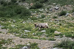 Big Horn Sheep Part 2