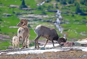 Mountain Ridge Prints: Big Horn Sheep Grazing in the Alpine Tundra in Glacier National Park in Montana