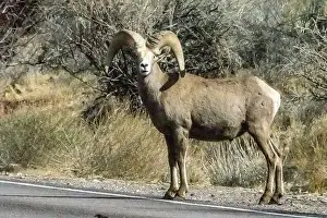 Big Horn Sheep (Ovis canadensis) in Valley of the Fire State Park in Nevada