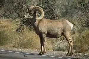 Ovis Prints: Big Horn Sheep (Ovis canadensis) in Valley of the Fire State Park in Nevada