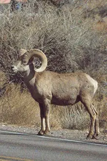 Portrait Orientation Prints: Big Horn Sheep (Ovis canadensis) in Valley of the Fire State Park in Nevada