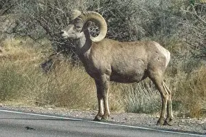 Ovis Prints: Big Horn Sheep (Ovis canadensis) in Valley of the Fire State Park in Nevada