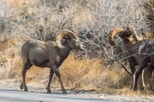 Ovis Prints: Big Horn Sheep (Ovis canadensis) in Valley of the Fire State Park in Nevada