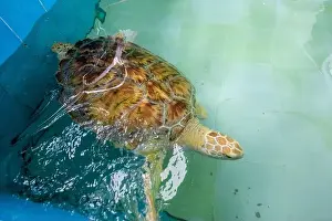 Gliding Prints: Big Olive Ridley turtle is swimming in a large pond