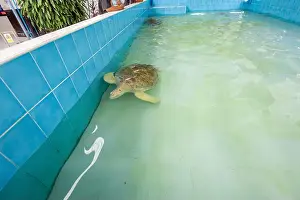 Gliding Prints: Big Olive Ridley turtle is swimming in a large pond