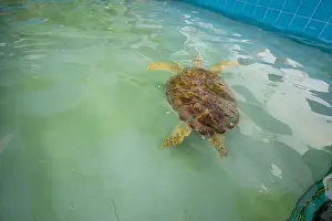 Gliding Prints: Big Olive Ridley turtle is swimming in a large pond