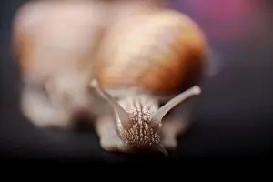 Slimy Prints: several big snails crawling one on one in the studio