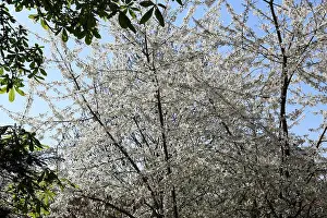 Rebirth Prints: A big tree with bare branches covered with white flowers