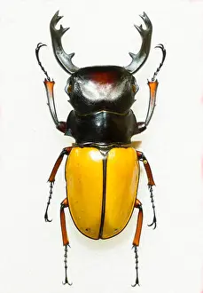 Stag Prints: big tropical Stag beetle Straightened out collection