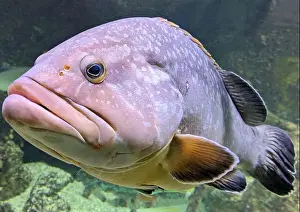 Grouper Prints: Big ugly grouper fish in aquarium
