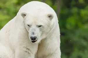 Ursus Prints: Big white Polar Bear takes a rest and sitting on stone