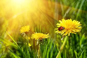 Prairie Prints: Big yellow dandelions in the tall grass