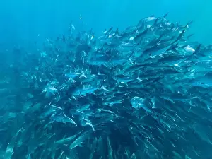 Baja California Sur Prints: Bigeye Trevally (Caranx sexfasciatus)