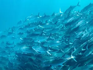 Baja California Sur Prints: Bigeye Trevally (Caranx sexfasciatus)