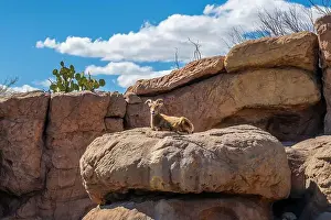 Canyons Prints: A Bighorn Sheep in the field of Tucson, Arizona