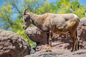 A Bighorn Sheep in the field of Tucson, Arizona