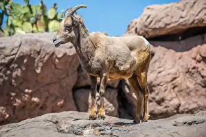 Brown Field Prints: A Bighorn Sheep in the field of Tucson, Arizona