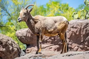 Brown Field Prints: A Bighorn Sheep in the field of Tucson, Arizona