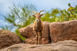 Canyons Prints: A Bighorn Sheep in the field of Tucson, Arizona