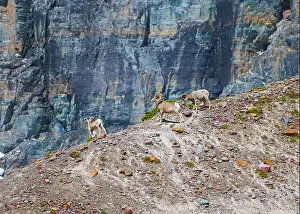 Mountain Ridge Prints: Three Bighorn Sheep on a Mountain Ridge in Glacier National Park in Montana