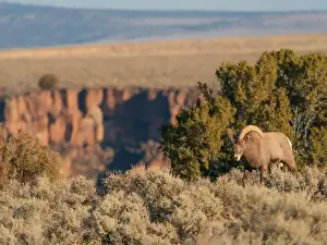 Rio Grande Gorge Prints: Bighorn sheep along Rio Grande Gorge, New Mexico