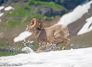 Tundra Prints: Bighorn Sheep Running Across the Snow in Glacier National Park in Montana