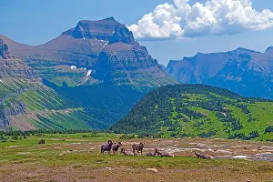 Tundra Prints: Bighorn Sheep in a Spectacular Alpine Setting in Glacier National Park in Montana